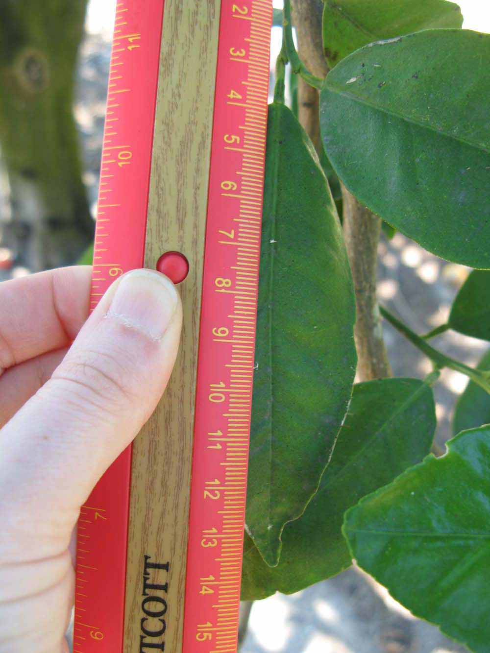              Unifoliolate leaf (Winter Haven, FL)       